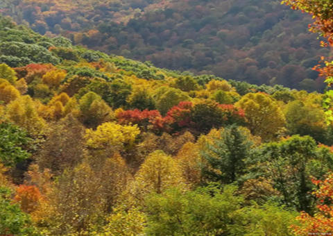 安徽滁州：深入林长造鼎新加快开释丛林“四库”潜能