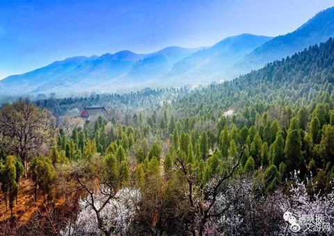 安徽宿州索求场村合作共建防护林网