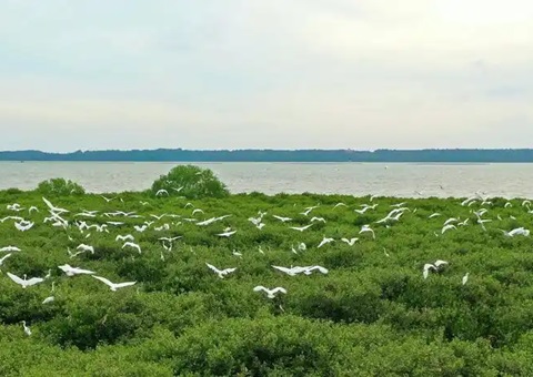 点赞！广东创新“蓝碳”开发买卖蹊径，多个案例开创先河！
